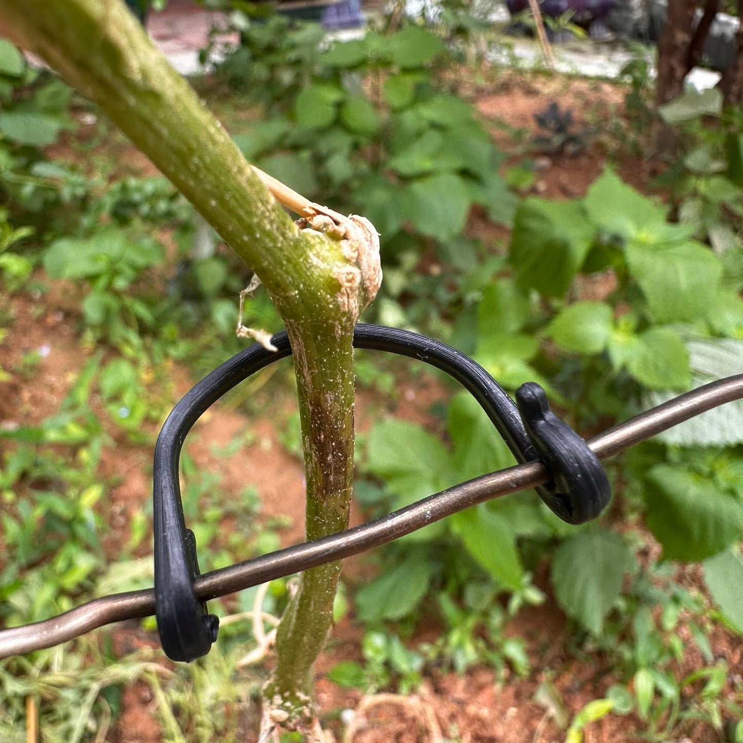 300PCS Grape Vine Trellis - Organize Support Raspberry Canes Grape Grapevines Kiwi Grape Stem Vine Clips Grape Ties Garden Plant Support Clips Holder Fruit Buckles Hooks Training Grow Ties