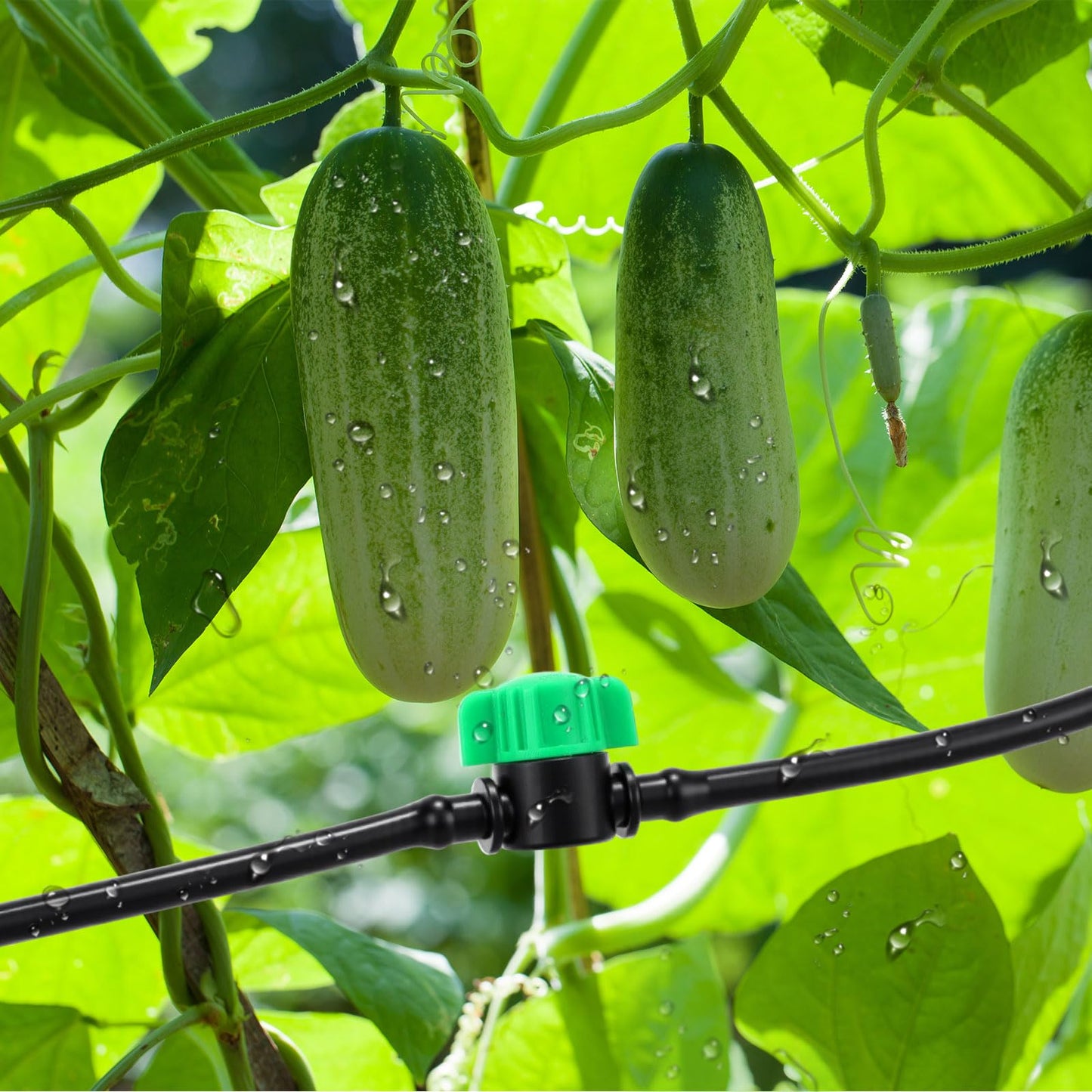 Innconee 50 Pcs 1/4 Inch Barbed Shut off Valve Drip Irrigation Tubing Coupling Valve Universal Drip Irrigation for 1/4" Tubing Greenhouses Flowers Beds Lawns Farmland(Green,Barbed Shut off Valve)