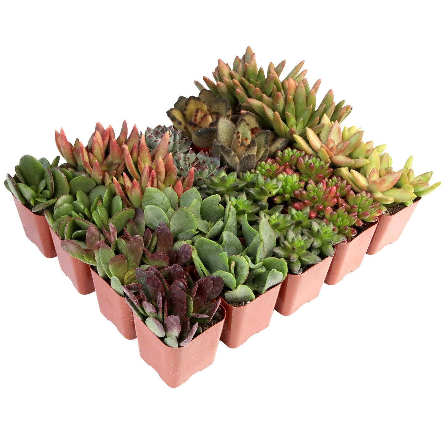 Succulents Plants Live (20PK) Potted Succulent Plants Live House Plants, Cactus Plants Live Plants Indoor Plants Live Houseplants, Indoor Plant Succulents Live Plant House Plant by Plants for Pets
