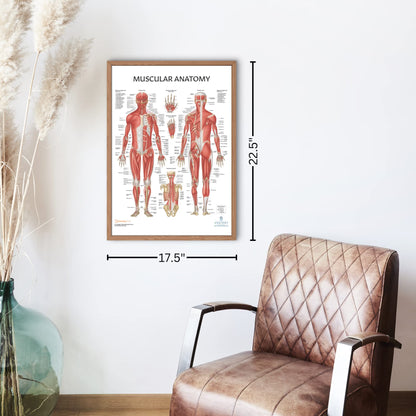 Anatomy Lab Muscular, Skeletal, Ligaments of the Joints, and Spinal Nerves Human Anatomy Poster Set - 4 PACK LAMINATED 17.3 x 22.5 Inches, Body System Bundle, Anatomy and Physiology
