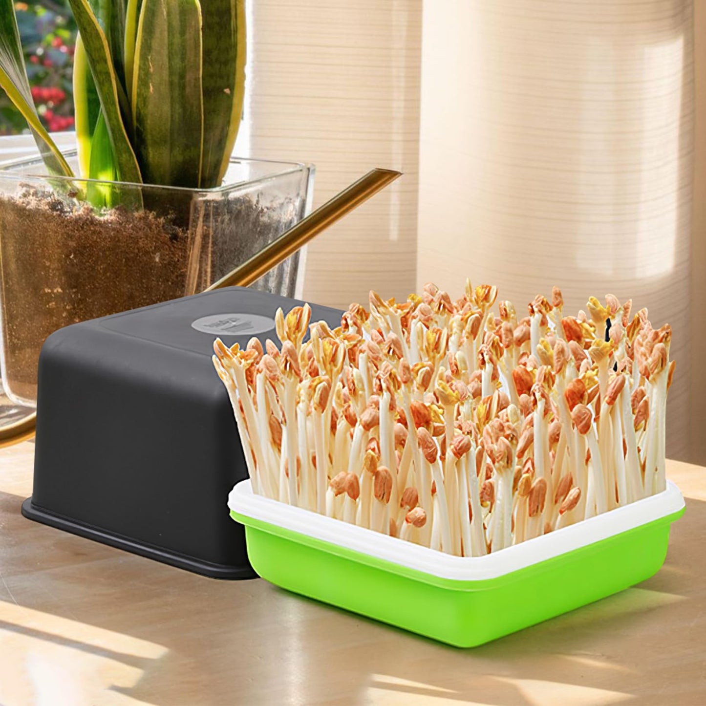 DOITOOL Peanut Sprouts Hydroponic Box 3Pcs Nursery Trays with Lid 6.69X6.69X6.10In Soil-Free Seed Germination Tray for Indoor Gardening and Home Plant Propagation