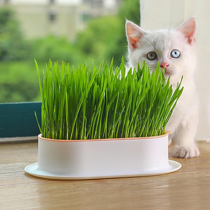 Ipetboom Cat Grass Planters Indoor Hydroponic Soilless Growing Box with Large Water Reservoir Practical Cat Grass Pot for Easy Home Cultivation 7.44X4.84X1.77In