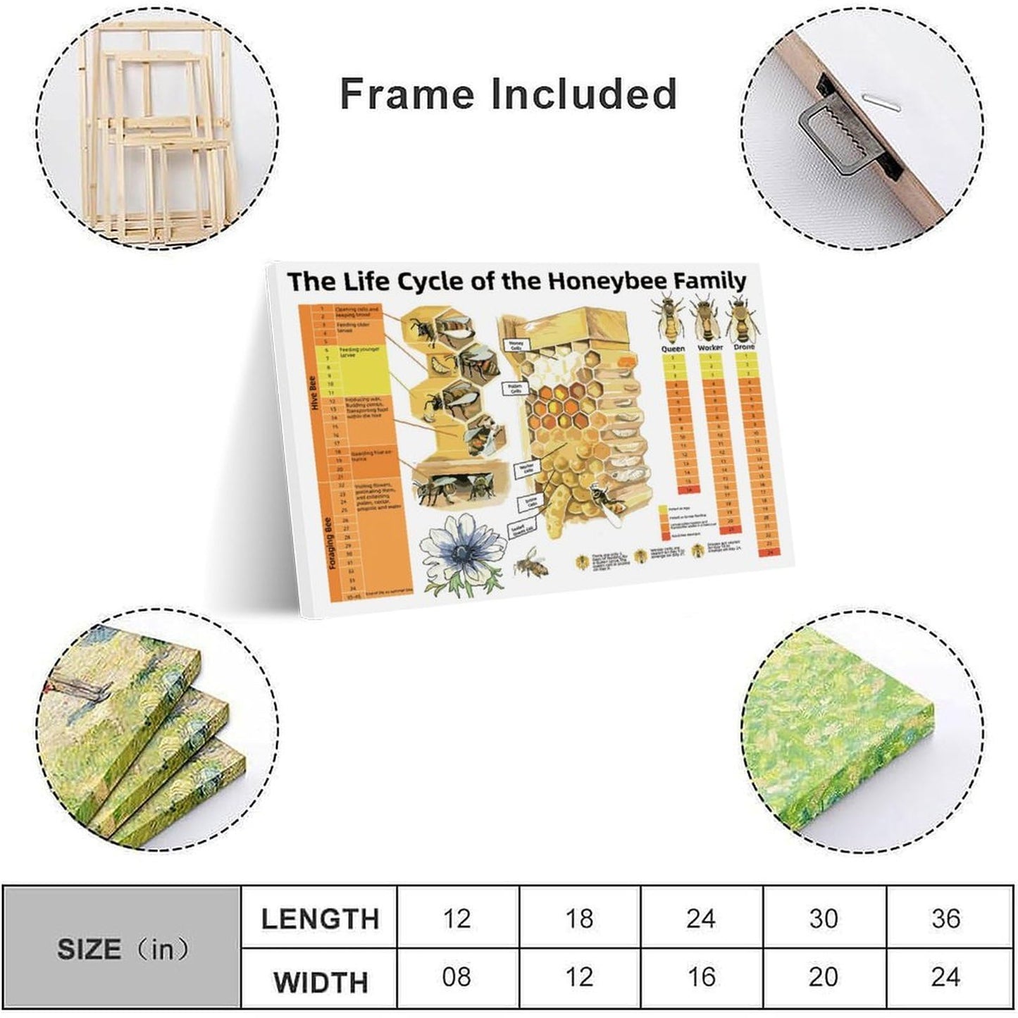 Honeybee Life Cycle Educational Poster Bee Family Development Chart for Classroom, Homeschool & Beekeeping Enthusiasts Canvas Print 24x16inch(60x40cm) Frame-Style