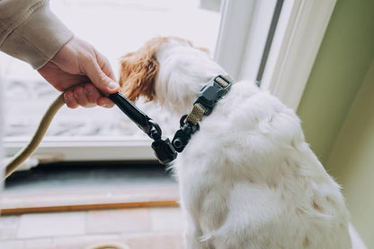 Quick Clip Dog Collar & Rope Leash Set, Sand Small – Magnetic Buckle, Reflective