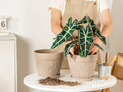 Melphoe Plant Pots Indoor with Drainage & Saucer, 2Pack 8 inch Flower Pots Outdoor Planters for Indoor Plants Garden Home Decor Cactus Succulent, Rigid Plastic (Imitation-Terracotta) Vine-Embossed