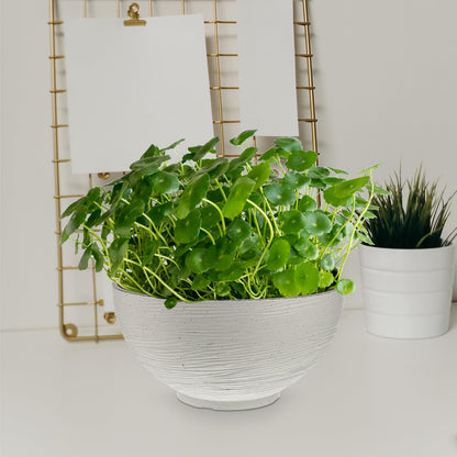 Water Lily Water Planter Large Hydroponic Planter Garden Plant Bowl Flower Planting Container Decoration Accessories Beige