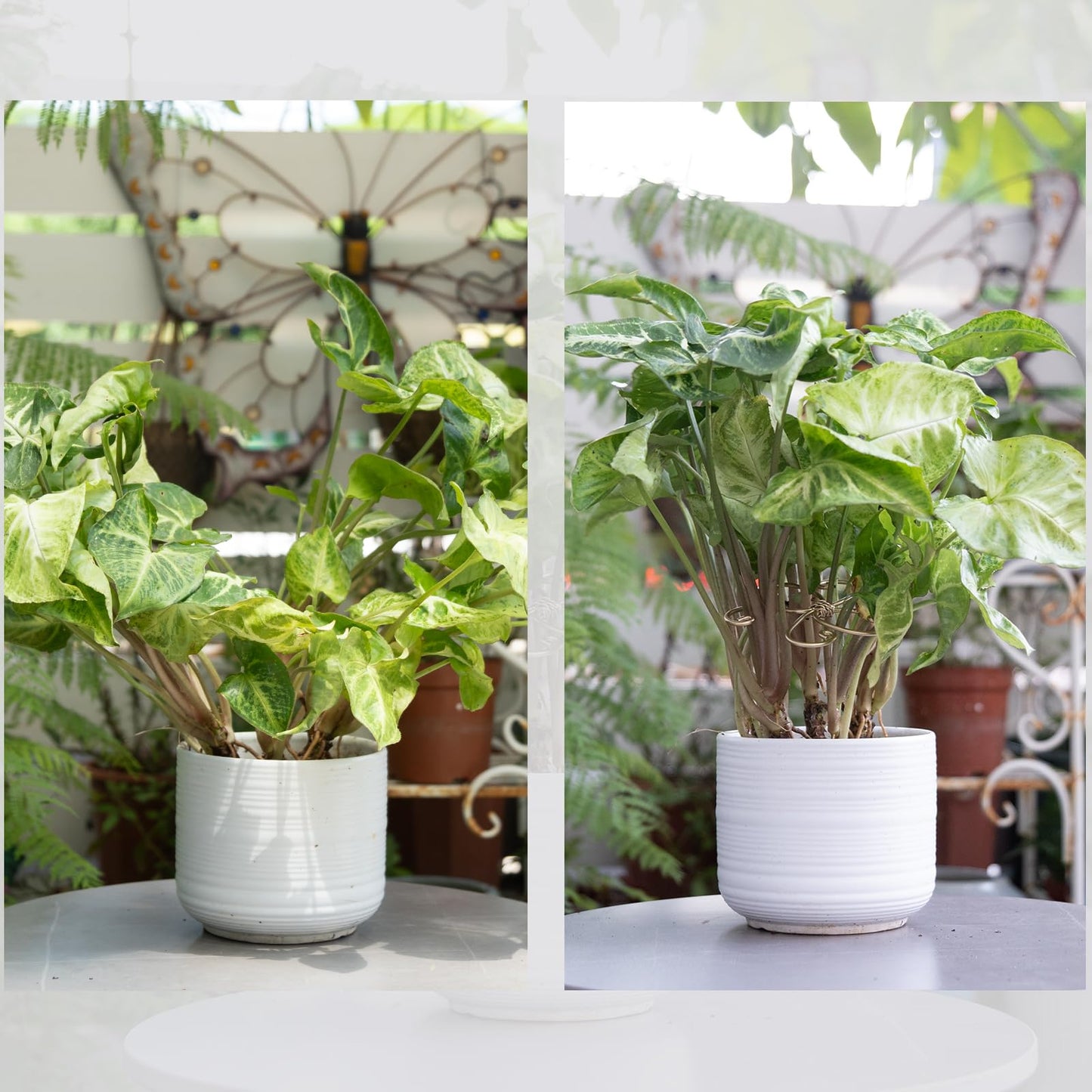 YOHSNOR 5PCS Monstera Plant Support System 4.1IN - Durable Hook Stem Supports for Healthy Growth, Stabilizer for Leaves and Turtle Shells, Easy-to-Use Indoor Plant Care, Ideal Present for Plant Lovers