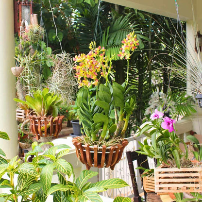 DESQUIGGLE Set of 12 Hanging Wires for Orchid Baskets and Hanging Planters, 31 Inches Long with Strong Steel Hooks and Covered in Light Green Plastic