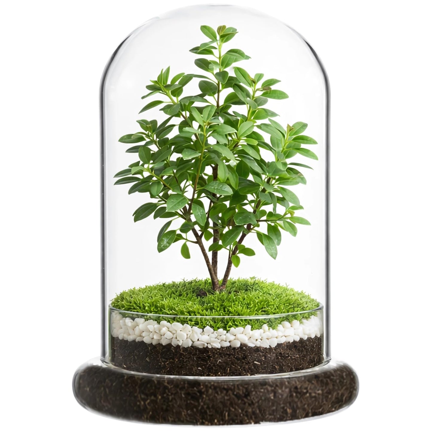 Glass Display Cloche Dome, 8.3 x 5.9 in Plant Terrarium Container with Base, Clear Glass Cover, Decorative Tabletop Display Case for Plants, Flowers, Collectibles & Keepsakes