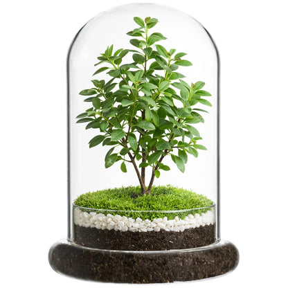 Glass Display Cloche Dome, 8.3 x 5.9 in Plant Terrarium Container with Base, Clear Glass Cover, Decorative Tabletop Display Case for Plants, Flowers, Collectibles & Keepsakes