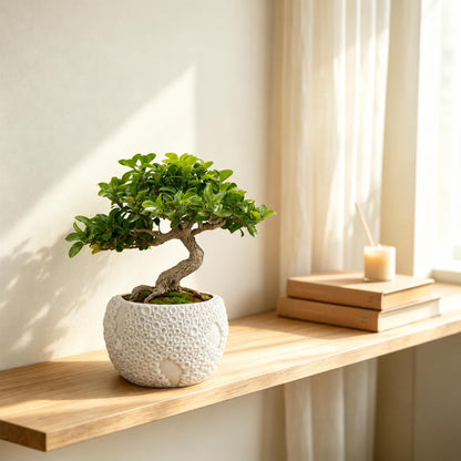 Small Ceramic Bonsai Pot with Drainage Hole, 4 Inch Decorative Bonsai Planter Pot with 3D Coral Texture, Small Ceramic Pots for Plants, Succulents, Cactus, Herbs, Mini Bonzai Tree, Flower Pot, White