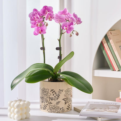 STHIE Indoor Ceramic Plant Pots with Drainage Holes 5 Inch Cute Succulent Flower Pots Small Orchid Planter Pots for Indoor Plants Garden Pots, Peony