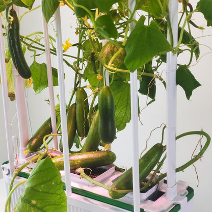 E SUPEREGROW Large Hydroponics Growing System kit with Trellis,Smart Indoor Hydroponic Gardening System with LED Grow Light, Indoor Hydroponic Grow Kit for Tomato,Pepper,Cucumbers(7L,Pump)
