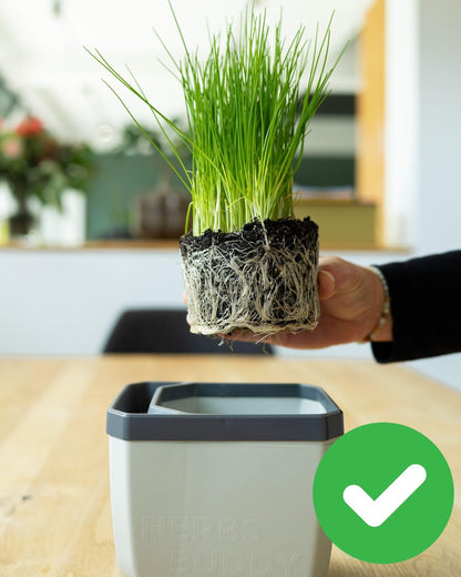 BUZZY Seeds Herb Buddy Self-Watering Herb Planter with Water Level Indicator – Indoor Kitchen & Windowsill Planter (Grey)
