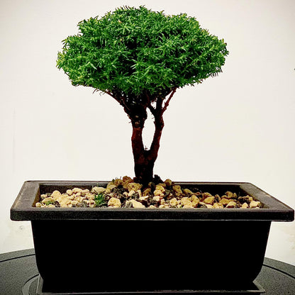 ZOENHOU 3 PCS 14x10 Inch Large Bonsai Training Pots, Rectangular Plastic Bonsai Training Pots with Deep Humidity Trays, Bonsai Plants Growing Pot for Garden, Yard, Office, Living Room, Balcony