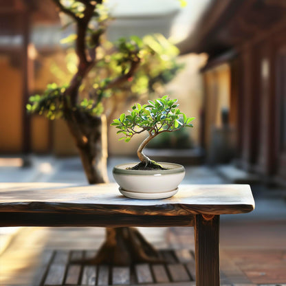 SQOWL Succulent Planters - 6 Inch Ceramic Bonsai Pots, Shallow Planter with Drainage Hole and Saucer, Round Planter for Indoor Outdoor, Cactus Succulent Pots, Desk Decor, Garden Gifts, Gray-Beige