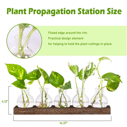 Bettstation Plant Propagation Station, Plants Terrarium with Wooden Stand 5 Bulb Houseplants Glass Vase for Hydroponic Plants Gift for Plant Lovers Home Office Decor