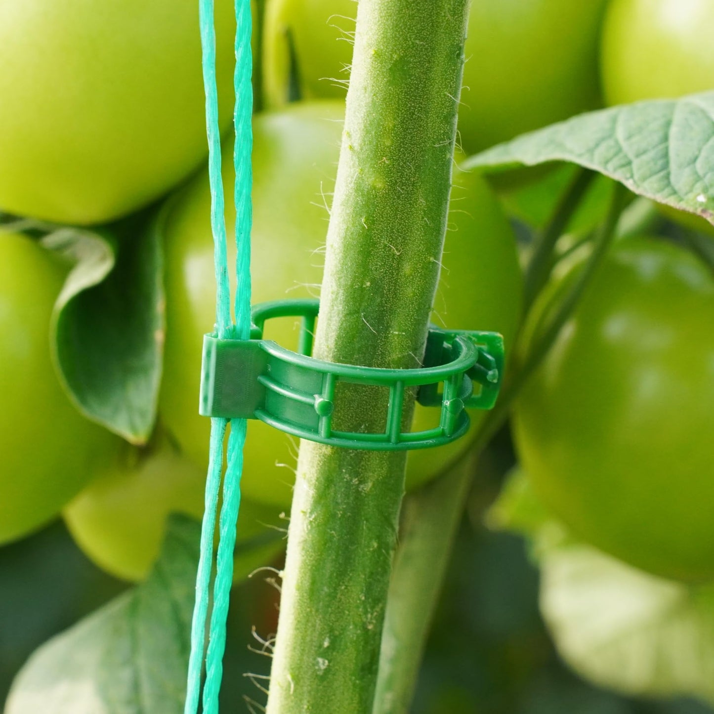 CIQIYO® 100 Pcs Plant Support Clips,Plastic Clips for Securing Plants,Tomato Vine Clips,Plant Fixing Clips,Garden Clips for Climbing Plants,Grape and Vine Vegetables (100, Green)