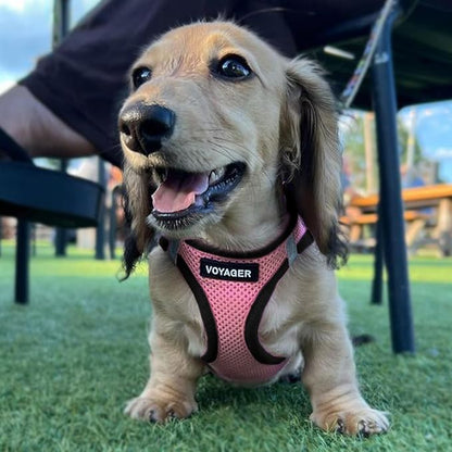 Best Pet Supplies Voyager Step-in Air All Weather Mesh Harness and Reflective Dog 5ft Leash Combo with Neoprene Handle, for Small, Medium and Large Breed Puppies - Pink Base, Small