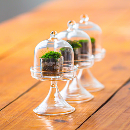 NCYP Mini Glass Bell Dome with Stand and Tiny Cube Planter for Display Jewelry, Ring, Small Plant - (3-Pack) 2.7" x 2.7" x 5" Little Cloche Set, Indoor Decor (Plants Not Included)