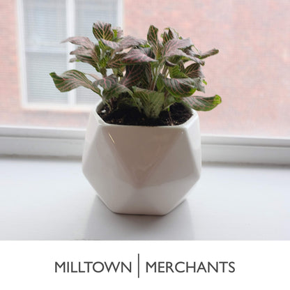 Milltown Merchants Succulent Wall Planters - Wall Vases - Black Ceramic Wall Mounted Planters - Succulent Plant Pots - Hanging Vases for Living Wall (2 Pack/Geometric/White)