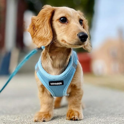 Best Pet Supplies Voyager Step-in Air All Weather Mesh Harness and Reflective Dog 5ft Leash Combo with Neoprene Handle, for Small, Medium and Large Breed Puppies - Baby Blue, X-Small