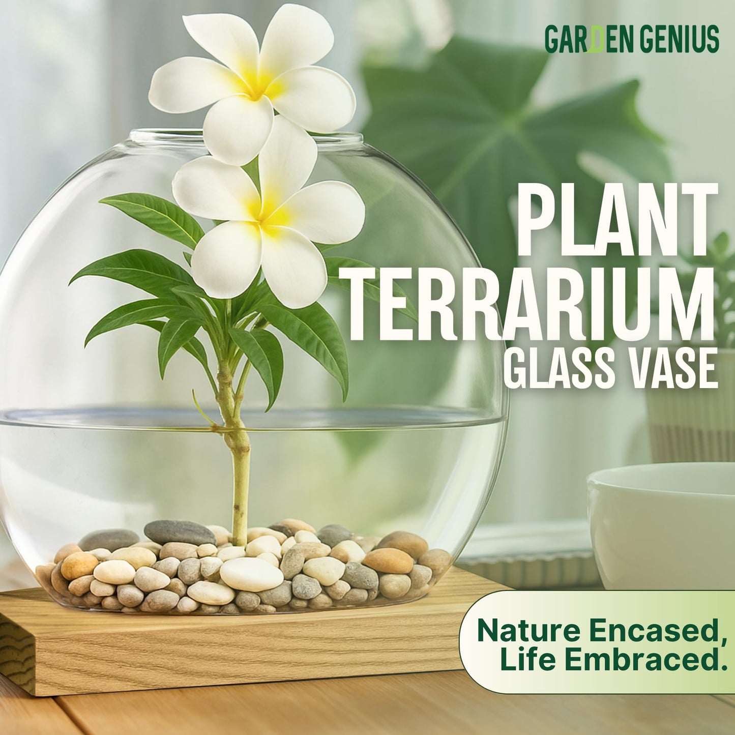 Single Glass Propagation Station with Wooden Base – Hydroponic Plant Terrarium for Home & Office | Ideal Christmas, New Year & Birthday Gift for Plant Lovers, Moms | Desktop Windowsill Planter Vase