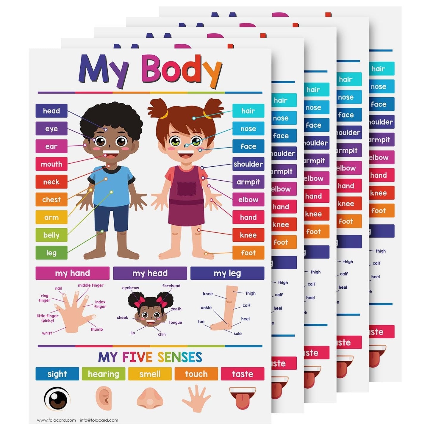 My Body Educational Charts for Preschool to Gradeschool – Bright and Colorful Visual/Learning Aid Wall Art Poster for Classroom or Home | Printed on Glossy Durable Cardstock | 11" x 17" | 5 per Pack