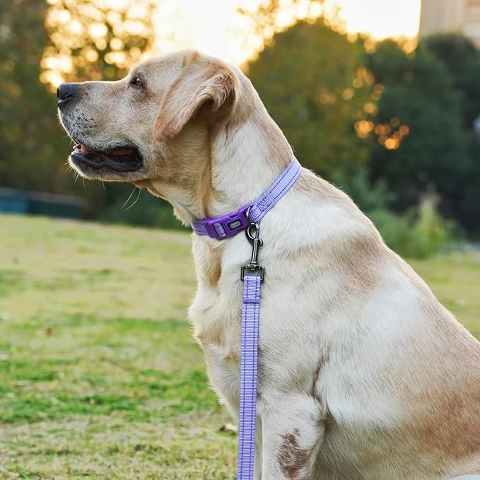 Dog Collar Leash Set,with Relfective Strips,Lilac Purple,Small. | Adjustable Collar,5 ft Matching Leash,Neoprene Padded Handle.
