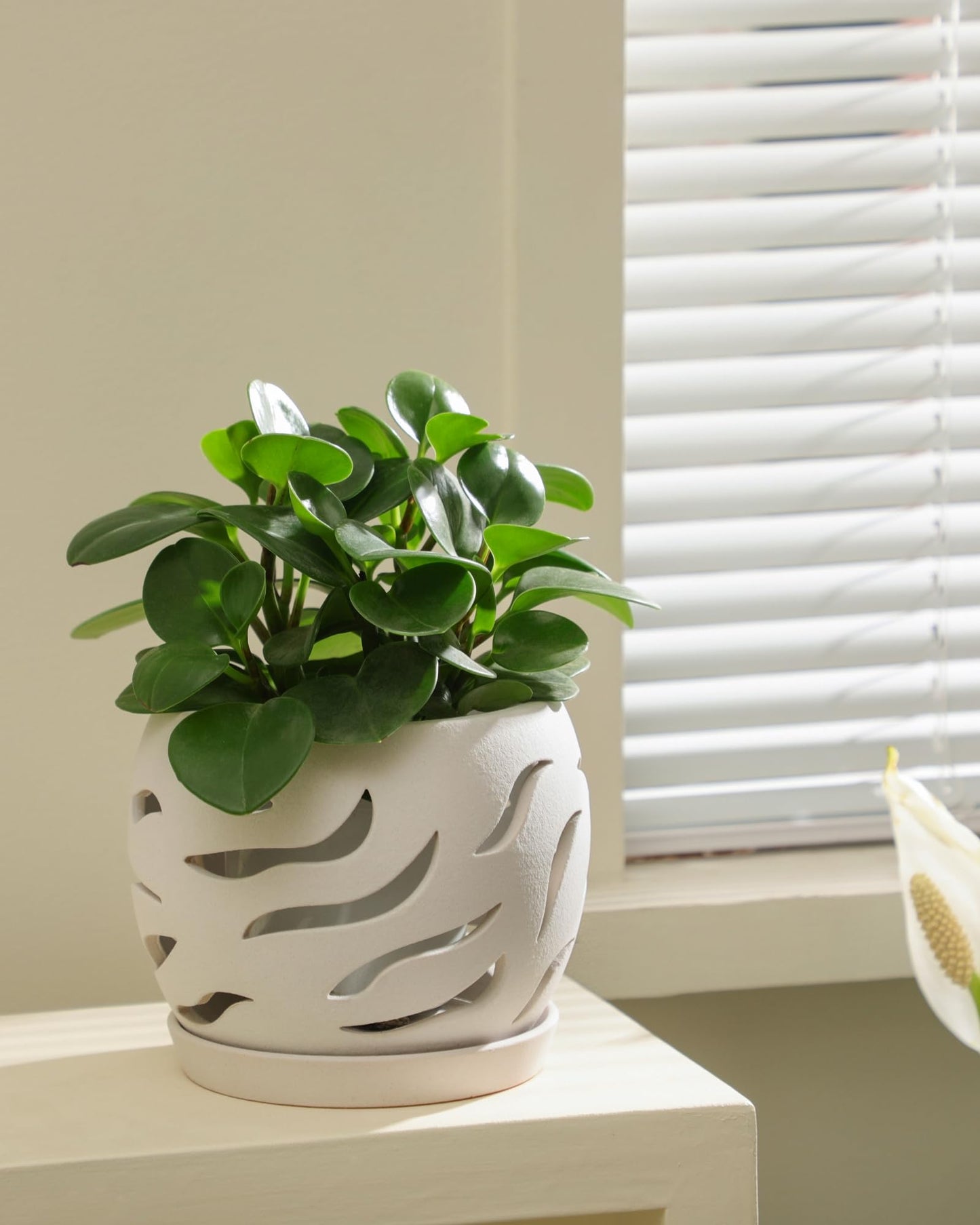 Fayoula Ceramic Orchid Pot with Holes & Saucers, 5.5 inch Plant pots for Indoor and Outdoor use, Wind-Worn Texture Cutout Promoting air Circulation and Drainage(Pots Only)