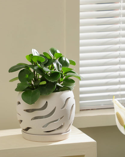 Fayoula Ceramic Orchid Pot with Holes & Saucers, 5.5 inch Plant pots for Indoor and Outdoor use, Wind-Worn Texture Cutout Promoting air Circulation and Drainage(Pots Only)