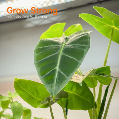Bstrip Indoor Greenhouse with Grow Light, Mini Green House with 4 Pack 24W Full Spectrum Plant Lights with Timer, Plant Shelf with Tent for Indoor Plant, Seed Starting, Seed Tray, 35.4"x13.8"x59"