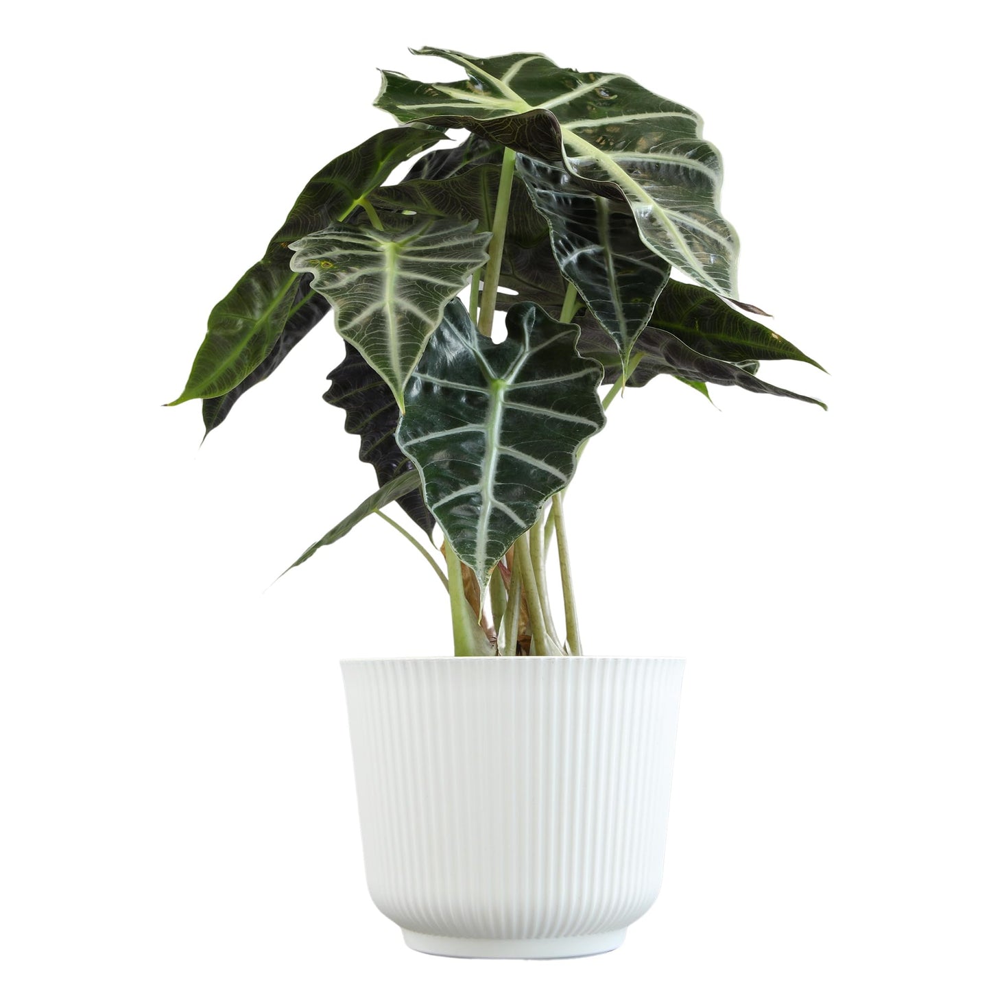 Altman Plants 'Polly' Alocasia Live Plant Decor in 6 Inch White Plastic Plant Pot, Elephant Ear Plant Gift & Desk Plant, Easy Plant & Indoor Plant, Air Purifying Plants in Indoor Potting Soil Mix