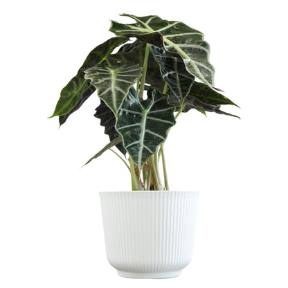Altman Plants 'Polly' Alocasia Live Plant Decor in 6 Inch White Plastic Plant Pot, Elephant Ear Plant Gift & Desk Plant, Easy Plant & Indoor Plant, Air Purifying Plants in Indoor Potting Soil Mix
