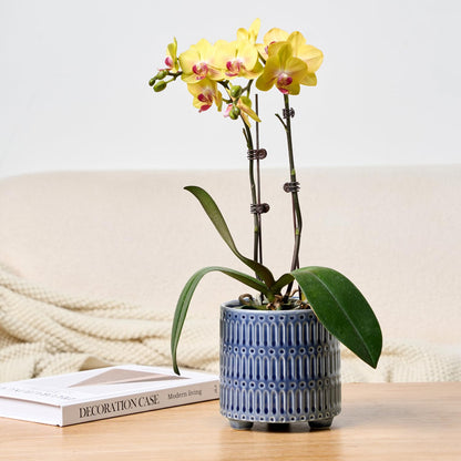 STHIE 5 Inch Ceramic Planters for Indoor Plants, Blue Cactus Snake Plant Pots with Drainage, Unique Design Round Flower Pot for Home Decoration