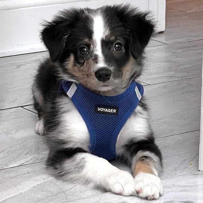 Best Pet Supplies Voyager Step-in Air All Weather Mesh Harness and Reflective Dog 5ft Leash Combo with Neoprene Handle, for Small, Medium and Large Breed Puppies - Royal Blue, X-Small