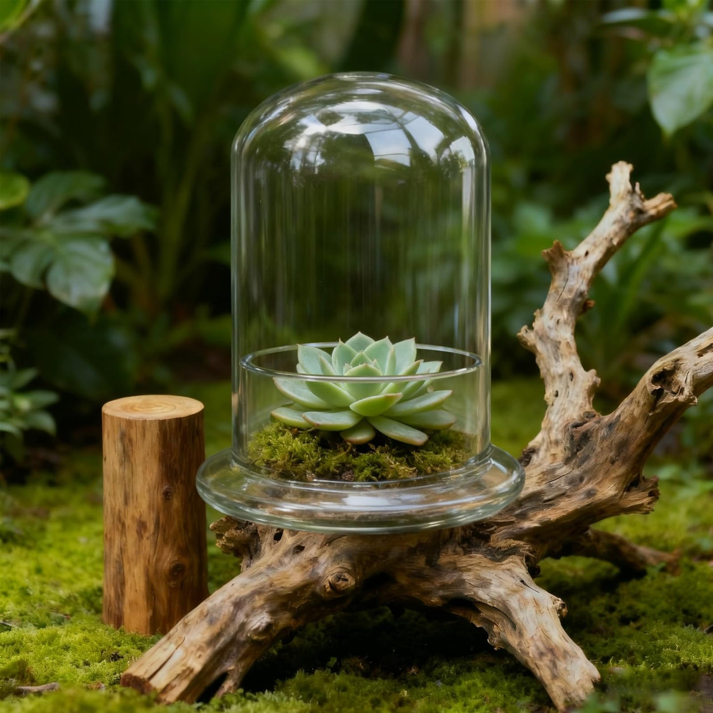 PEDOBALI 2 Pcs 5.9 x 8.46 Inch Glass Terrarium with Airhole and Base Clear Glass Dome Planter Display Container Plants Not Included for Office Desk, Balcony, Coffee Table