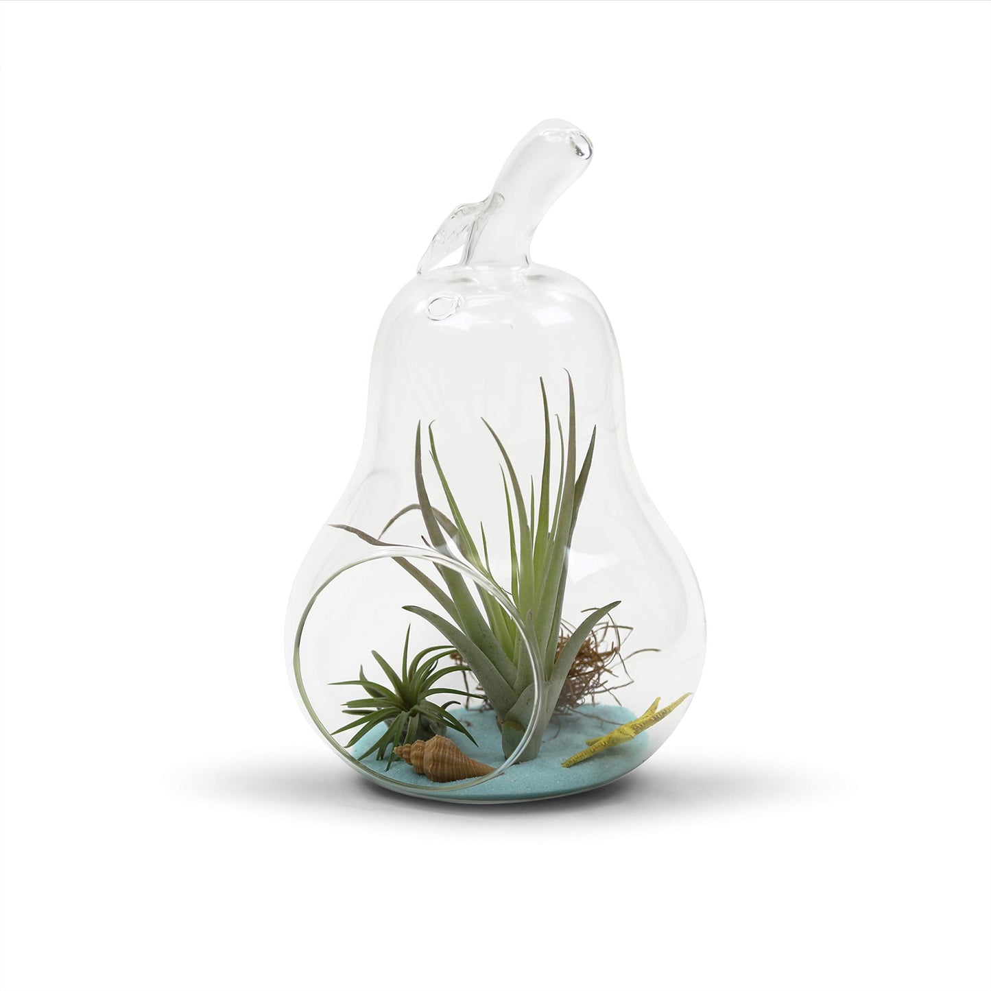 WGV Planter Terrarium Bulk, Width 5.5", Height 8", Clear Unique Pear Glass Vase Conatiner, DIY Planter Votive Candle Holder for Home Office Garden Decor, 6 Pieces