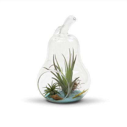 WGV Planter Terrarium Bulk, Width 5.5", Height 8", Clear Unique Pear Glass Vase Conatiner, DIY Planter Votive Candle Holder for Home Office Garden Decor, 6 Pieces