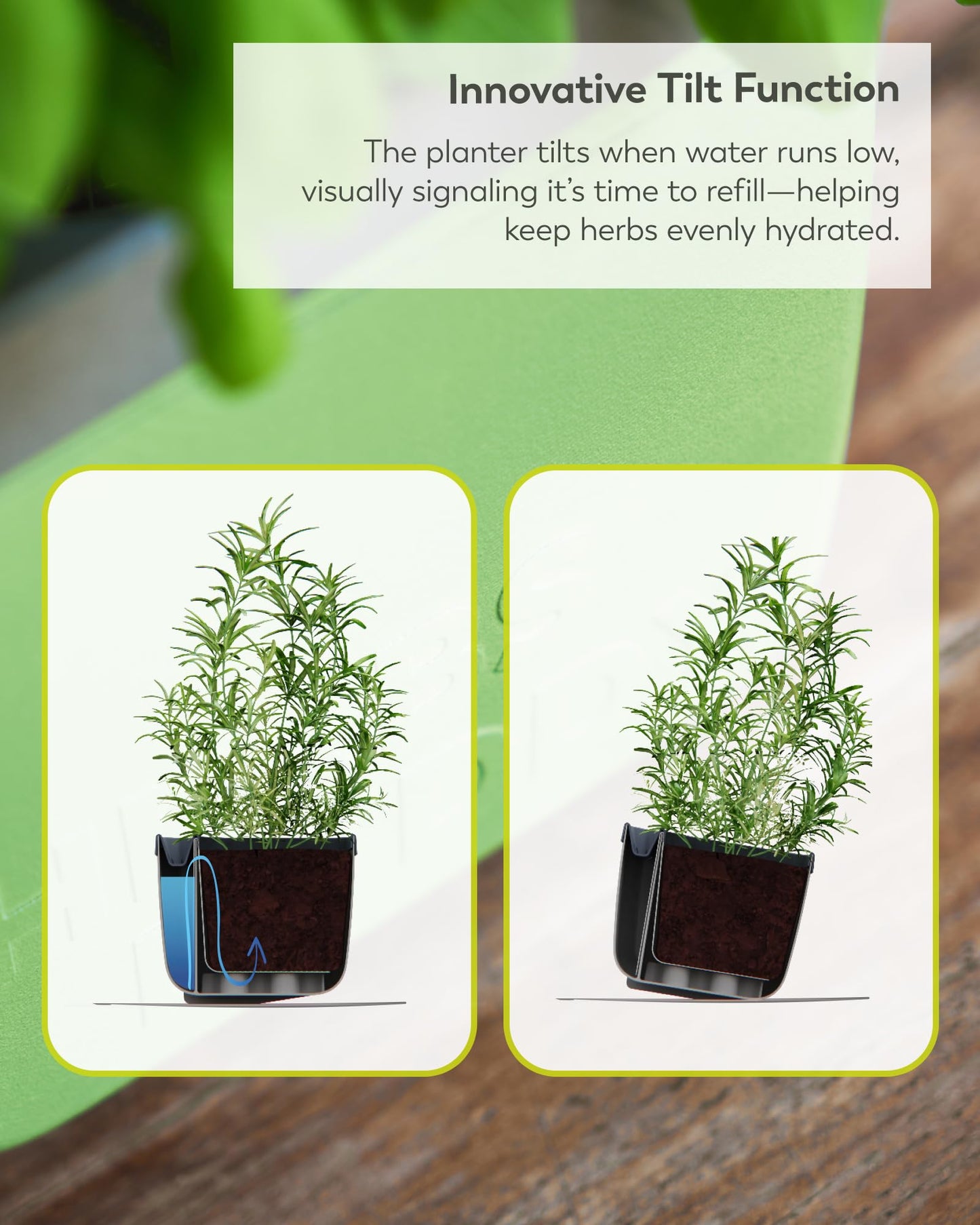 BUZZY Seeds Herb Buddy Self-Watering Herb Planter with Water Level Indicator – Indoor Kitchen & Windowsill Planter (Green)