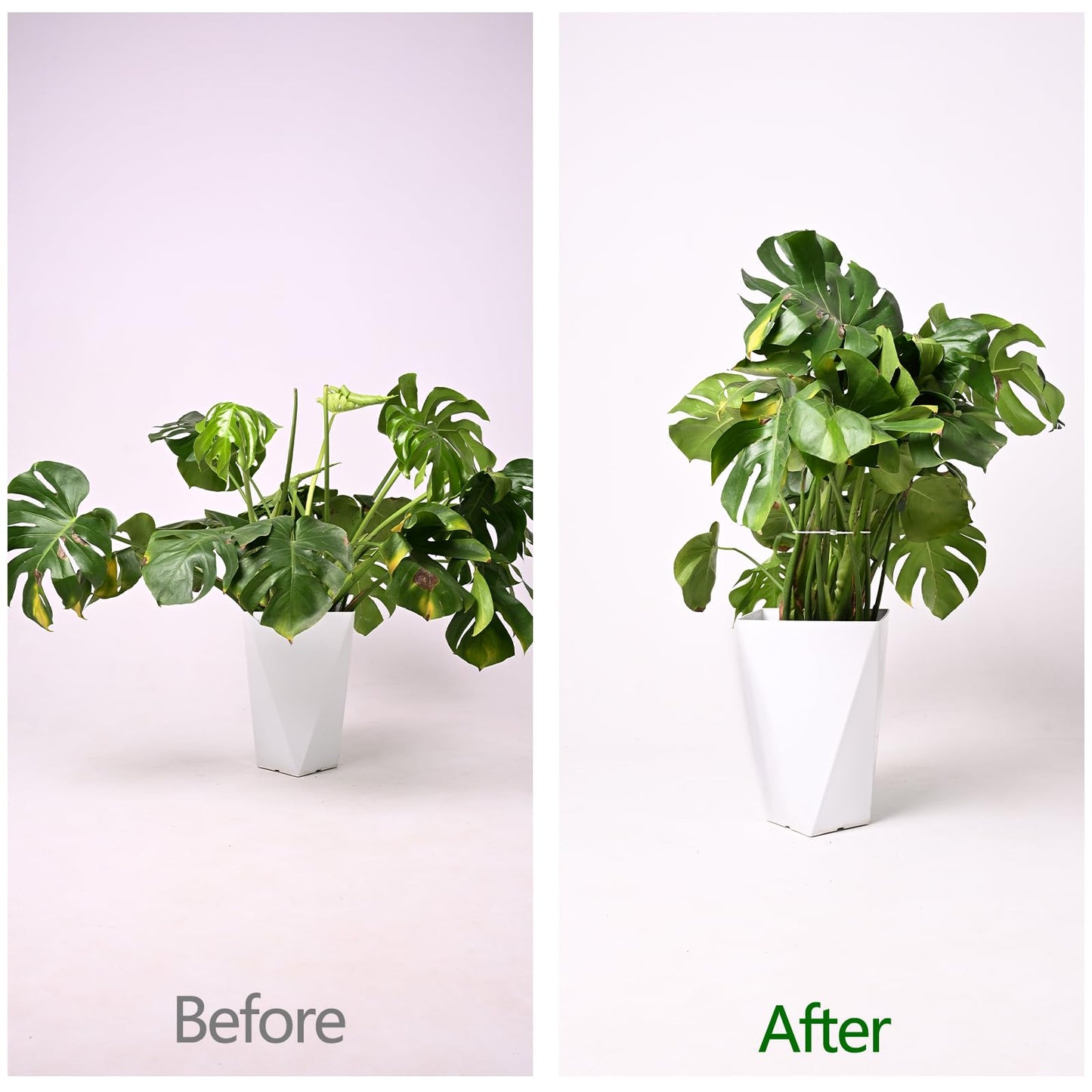 YOHSNOR 5PCS Monstera Plant Support Hook - 5.5x5.5 inch Premium Indoor Stem Stabilizer for Monstera & Fishbone Cactus, Durable,Easy Installation, Gentle Protection for Healthy Plant Growth