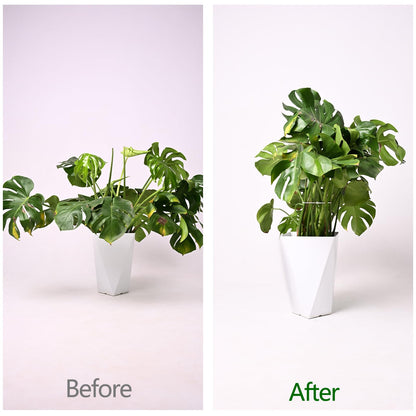 YOHSNOR 5PCS Monstera Plant Support Hook - 5.5x5.5 inch Premium Indoor Stem Stabilizer for Monstera & Fishbone Cactus, Durable,Easy Installation, Gentle Protection for Healthy Plant Growth