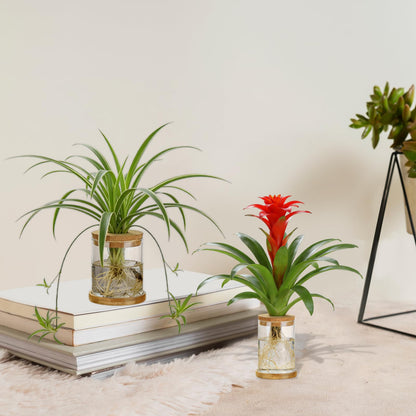 SPRFAIRY 4 Set Glass Plant Propagation Station for Plants - 2 Large & 2 Small for Plant Cuttings Hydroponic Vases with Lid & Bamboo Stand Desktop Propagation Vases for Living Room, Bedroom, Office