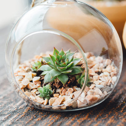 PATIKIL Round Globe Terrarium Air Plant Planter, 6.3 Inch High Borosilicate Glass Table Decorations for Succulent, Tillandsia, Clear
