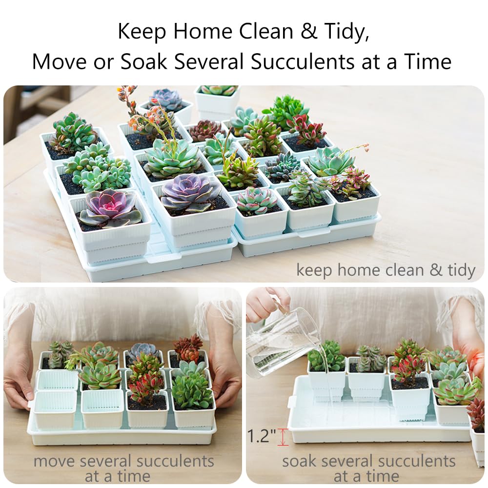 Meshpot Succulent Pots, 12Pcs 2.8 Inch Planters with 14 x 9.4 Inch Tray, Plastic Cactus Pot with Drainage, Square Seedlings Pot Match Long Rectangular Tray