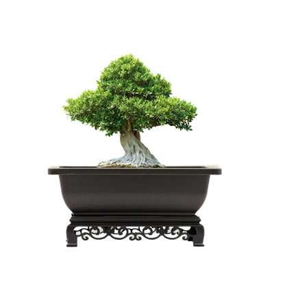 Cotta Planters Bonsai Pots 7.5 Inch Antique Brown Bonsai Training Pots with Elegant Stand 2-Pack with Mesh Drainage Luxurious Indoor Recycled Plastic Planters
