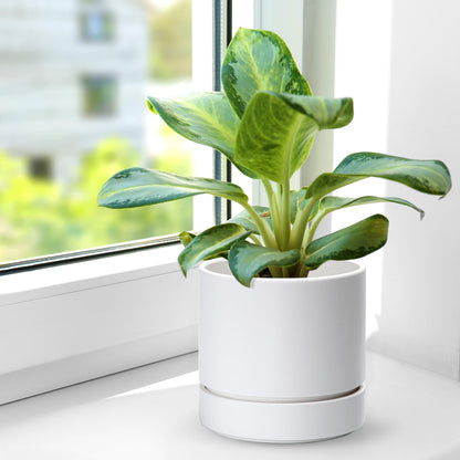 6 Inch Modern Plastic Round Pots for Indoor Houseplants and Herbs, Pack of 3 Planter Pot with Drainage Hole & Saucer, Deep Water Catch Tray, Straight Cylindrical Pot for Plants, Matte White, 23-D-S-1