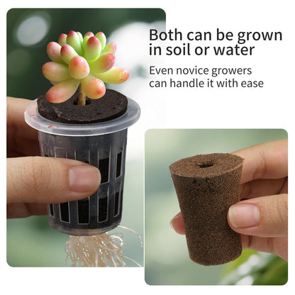 6 Pack Clear Hydroponic Nursery Kit, Transparent Plant Starter Hydroponic Pots for Seed Starting, Hydroponic System for Nursery