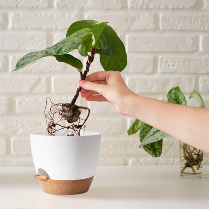SE SUN-E Indoor Plant Pots for Lazy People, 5Pack White Plastic Self Watering Planter Pots for Houseplants,Succulent, African Violets,Snake Plants, Flowers and Cactus(7/6.5/6/5.5/5 Inch)