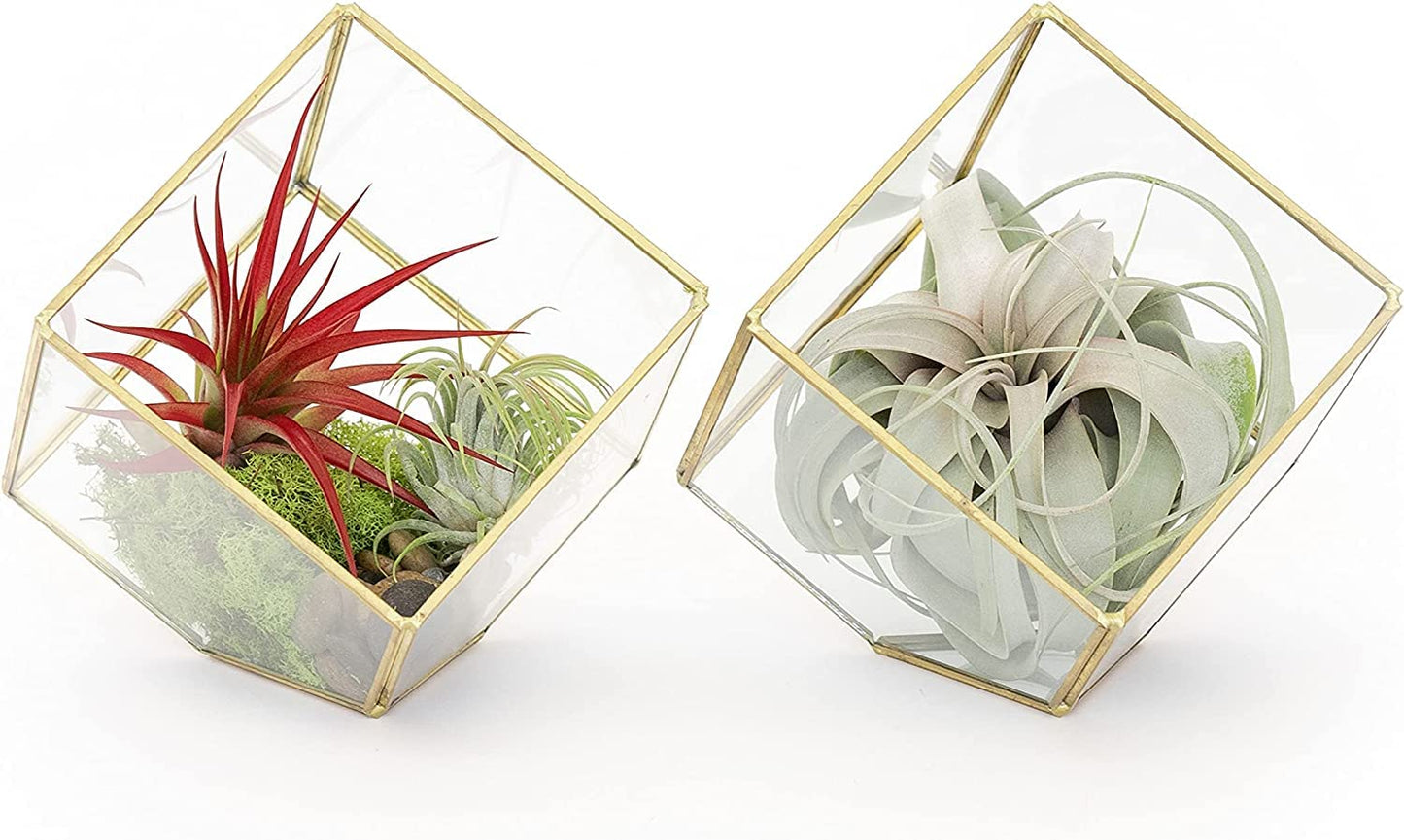 Air Plant Shop Heptahedron Geometric Glass Terrariums - Set of 2 Air Plants Holder-Tillandsia Red Abdita, Ionantha and Small Xerographica-Home and Garden Decor-Easy Care Indoor and Outdoor Plants